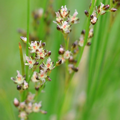 Juncus compressus