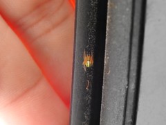 Araneus bivittatus