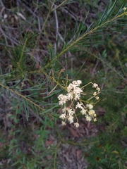 Acacia linifolia