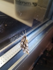 Selenia alciphearia