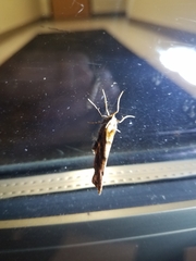Selenia alciphearia