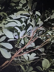 Pareas chinensis