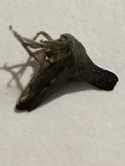 Glossonotus acuminatus