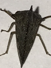 Glossonotus acuminatus