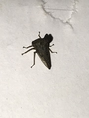 Glossonotus acuminatus