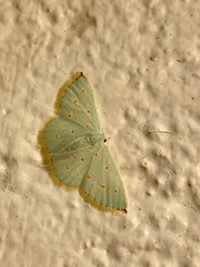 Comostolopsis stillata