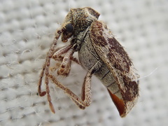 Ptinomorphus imperialis