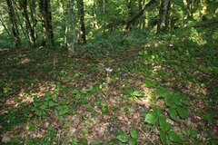Colchicum speciosum