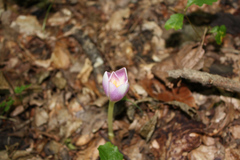 Colchicum speciosum