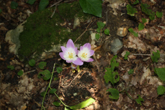 Colchicum speciosum