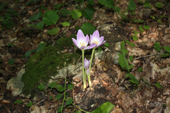 Colchicum speciosum