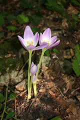 Colchicum speciosum