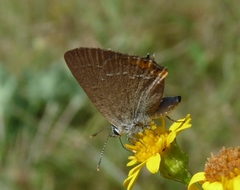 Satyrium acaciae