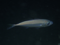 Trachurus trachurus