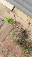 Euphorbia hypericifolia