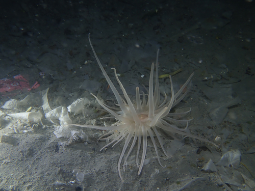 burrowing anemone