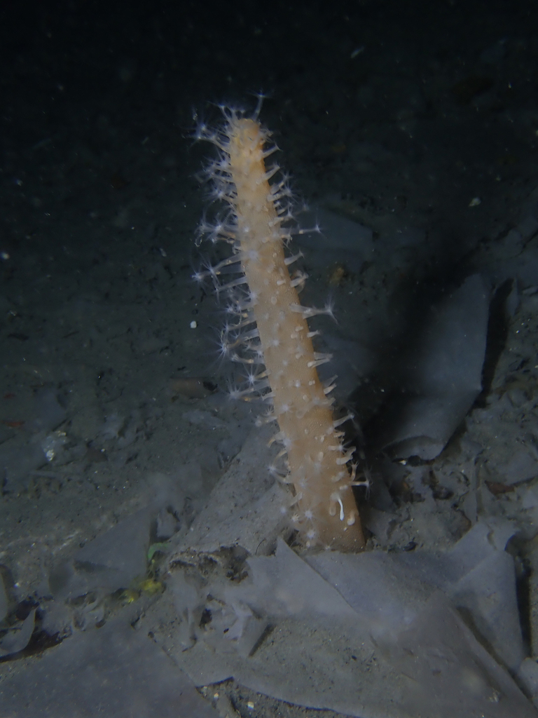 finger-shaped sea-pen