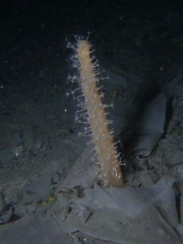 finger-shaped sea-pen