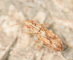 Belonochilus numenius