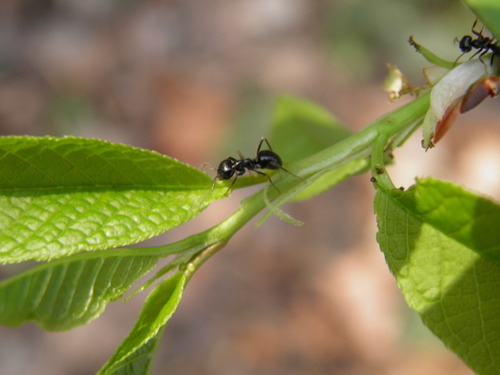 Juodoji medžių skruzdėlė