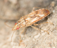 Belonochilus numenius