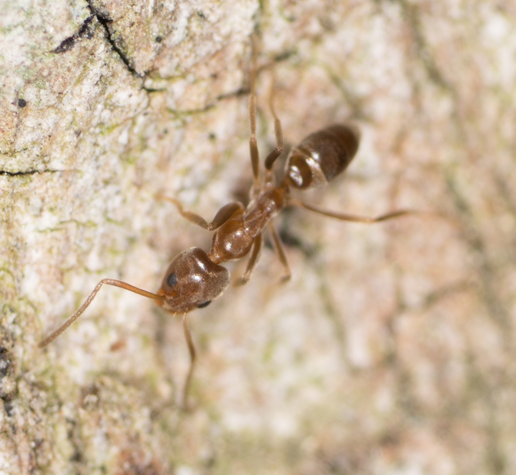 Argentine ant