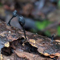 Xylaria apiculata