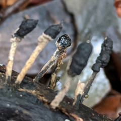 Xylaria apiculata