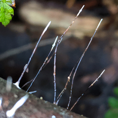 Xylaria filiformis