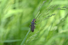 Cantharis paradoxa