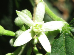 Grewia parviflora