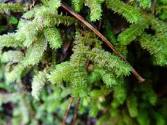 Schistochila nobilis