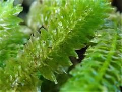 Schistochila nobilis