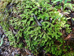 Schistochila nobilis