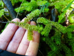 Schistochila nobilis