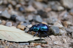 Phelotrupes auratus