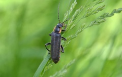 Cantharis paradoxa