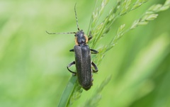 Cantharis paradoxa