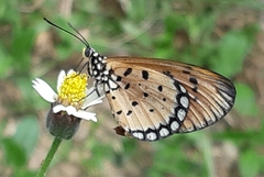 Acraea terpsicore