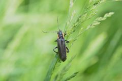 Cantharis paradoxa