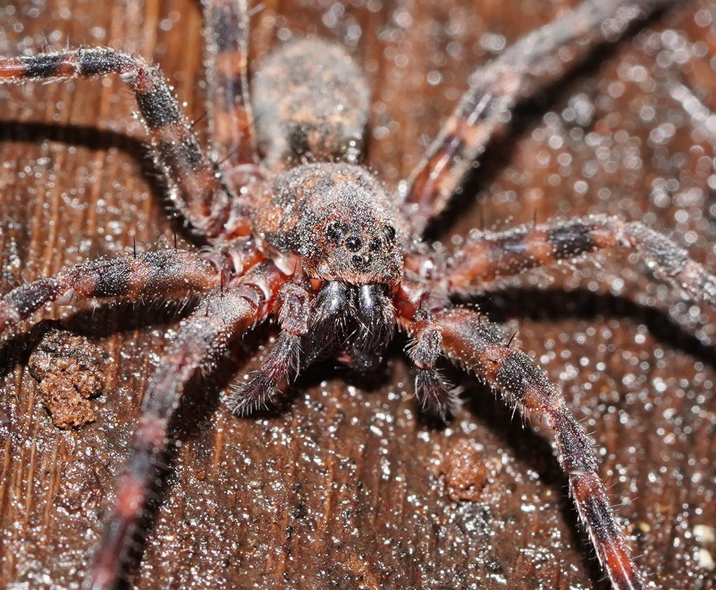 Scuttling Spiders
