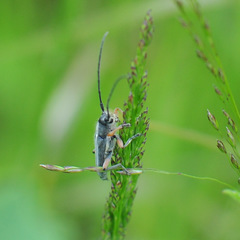 Phytoecia icterica