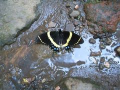 Papilio garamas