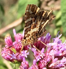 Cigaritis tavetensis