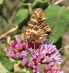 Cigaritis tavetensis
