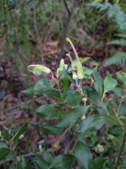 Grevillea mucronulata