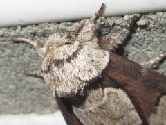 Wilemanus bidentatus