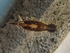 Terauchiana singularis