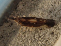 Terauchiana singularis