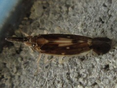 Terauchiana singularis